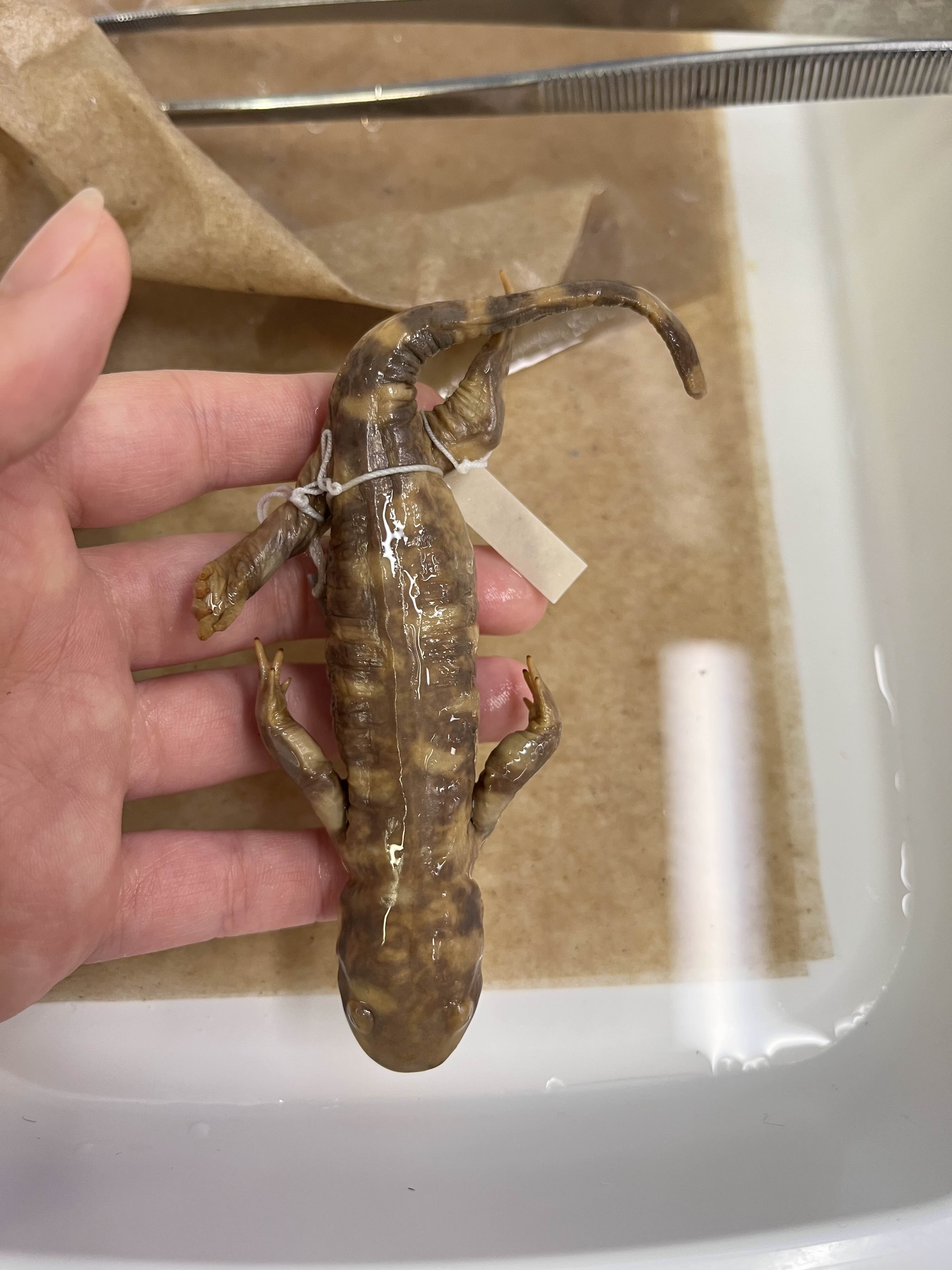 <p>Family and Genus + Species?</p><ul><li><p>Introduced (Scattered around Cali)</p></li><li><p><strong>Yellow bars</strong></p></li><li><p>flatish head</p></li></ul><p></p>