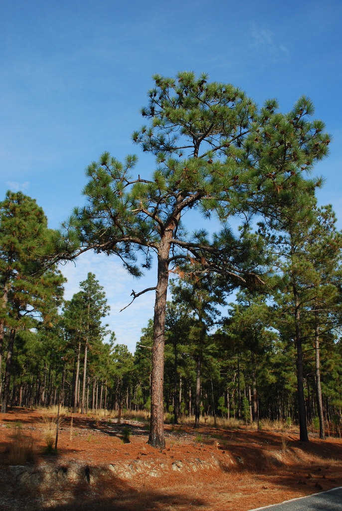 <p>Longleaf pine</p>