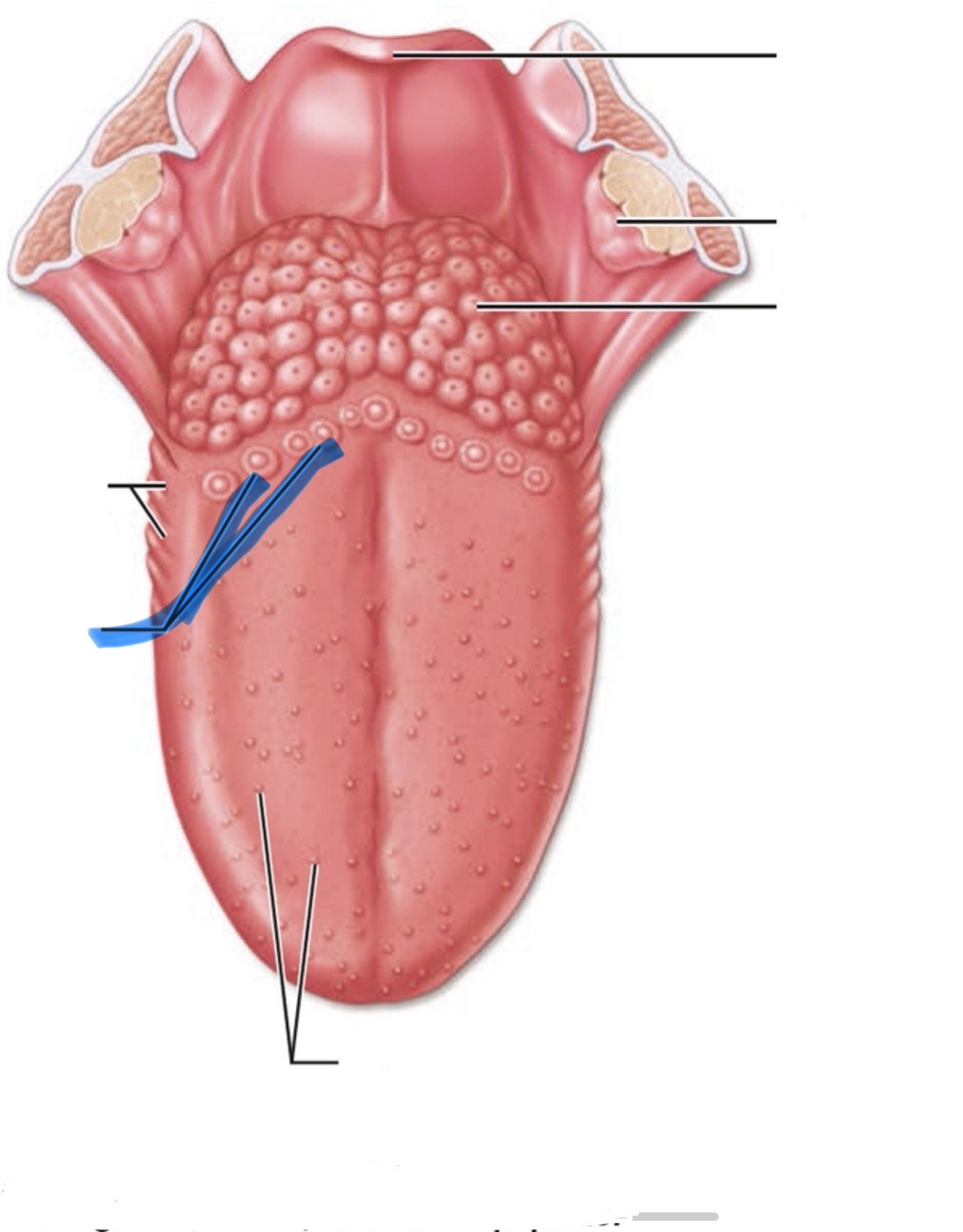 <p>What is the highlighted part of the mouth?</p>