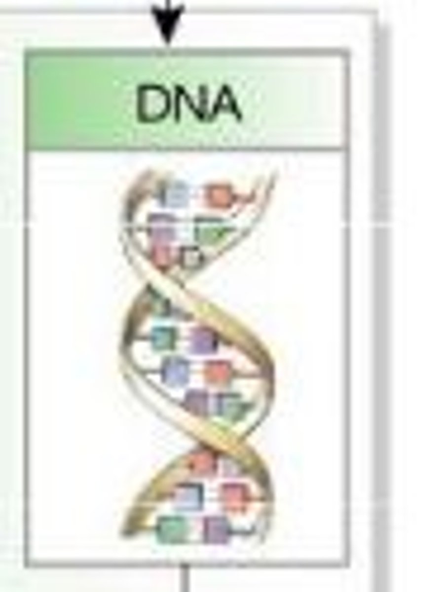 <p>A complex molecule containing the genetic information that makes up the chromosomes</p>