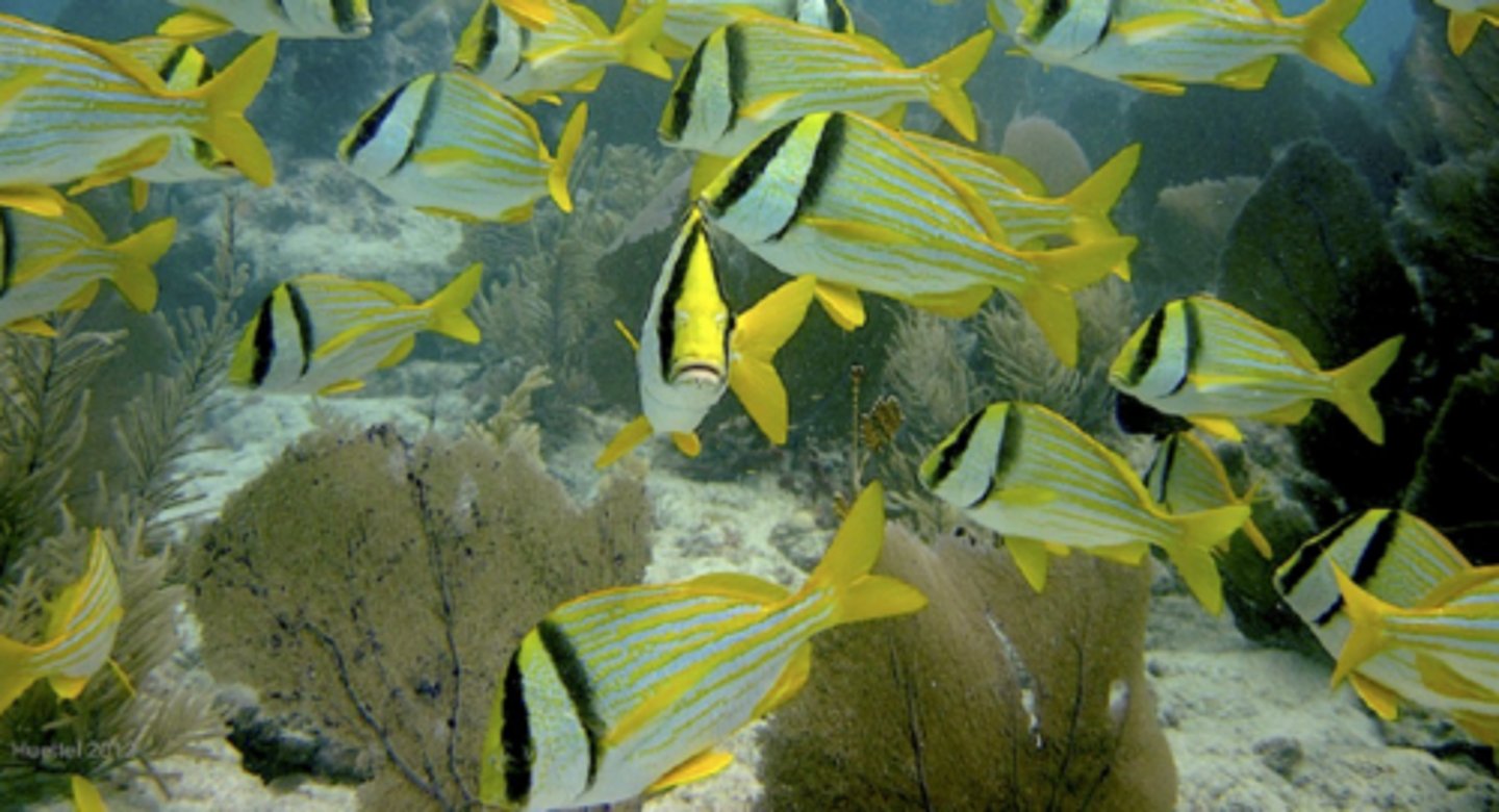 <p>Porkfish</p>