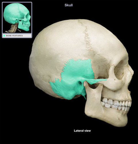 <p>Inferior to parietal bone of lateral skull. Can be divided into three major parts: squamous part (borders the parietals) the tympanic part (surrounds the external ear opening) and the petrous part (forms the lateral portion of the skull base and contains the mastoid process</p>