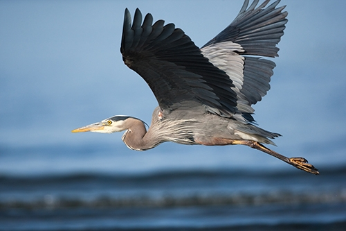 <p>Great Blue Heron</p>