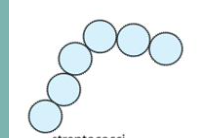 <p>What is this arrangement of cocci called?</p>