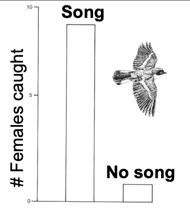 <p><span>-Males with high contrast were chosen more than twice as much as the other males </span></p><p><span>-Male decoy paired with song playback attracted significantly more females than male decay with no song</span></p>