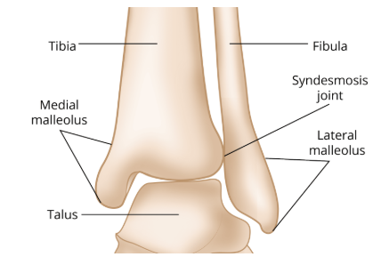 <ul><li><p>fibula has the lateral one because it is lateral to the tibia</p></li><li><p>Can feel on ur outer ankle</p></li></ul><p></p>
