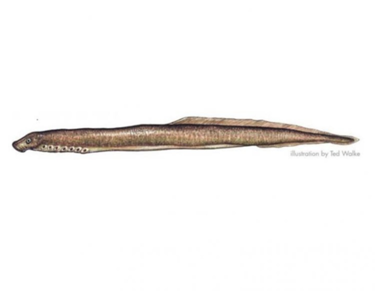 <p>lampreys</p>