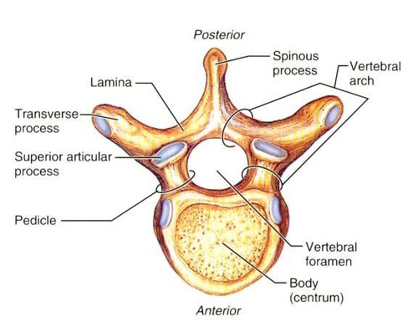 <p>1. Spinous process</p><p>2. Transverse process</p><p>3. Vertebral foramen</p><p>4. Vertebral body</p>