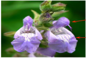 <p>Determine the type of irregular flower and its name </p>
