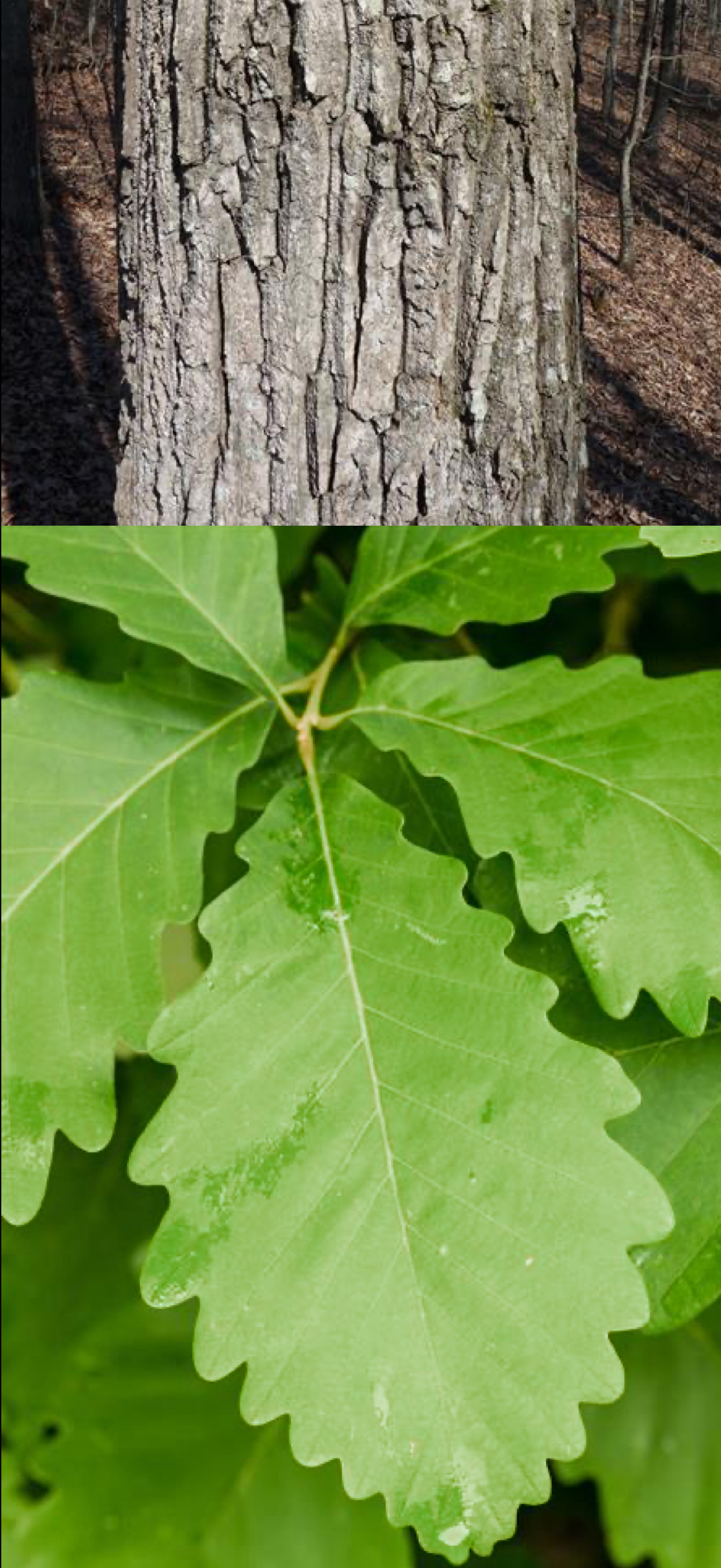 <p>chestnut oak </p>