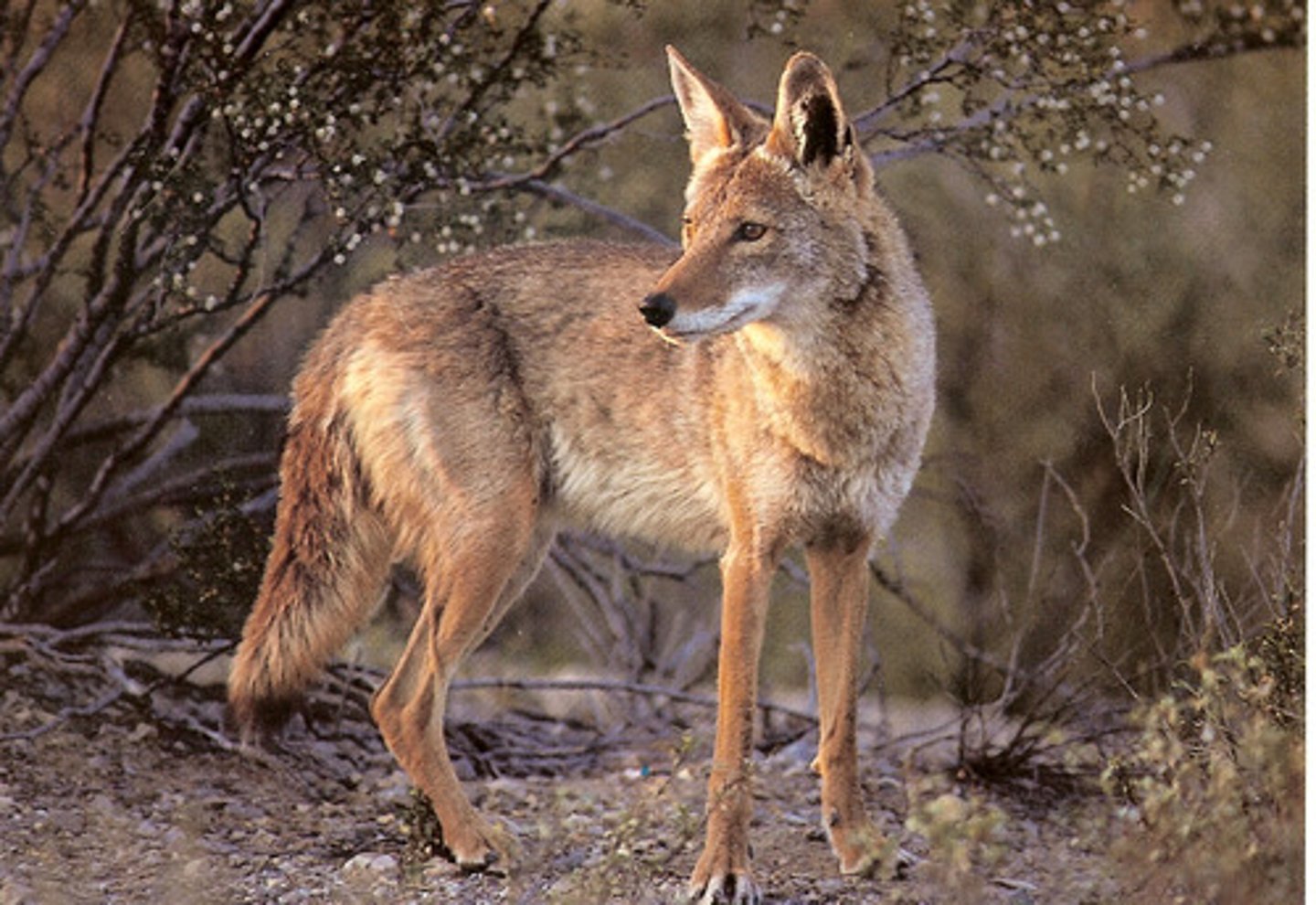 <p>Coyote</p>