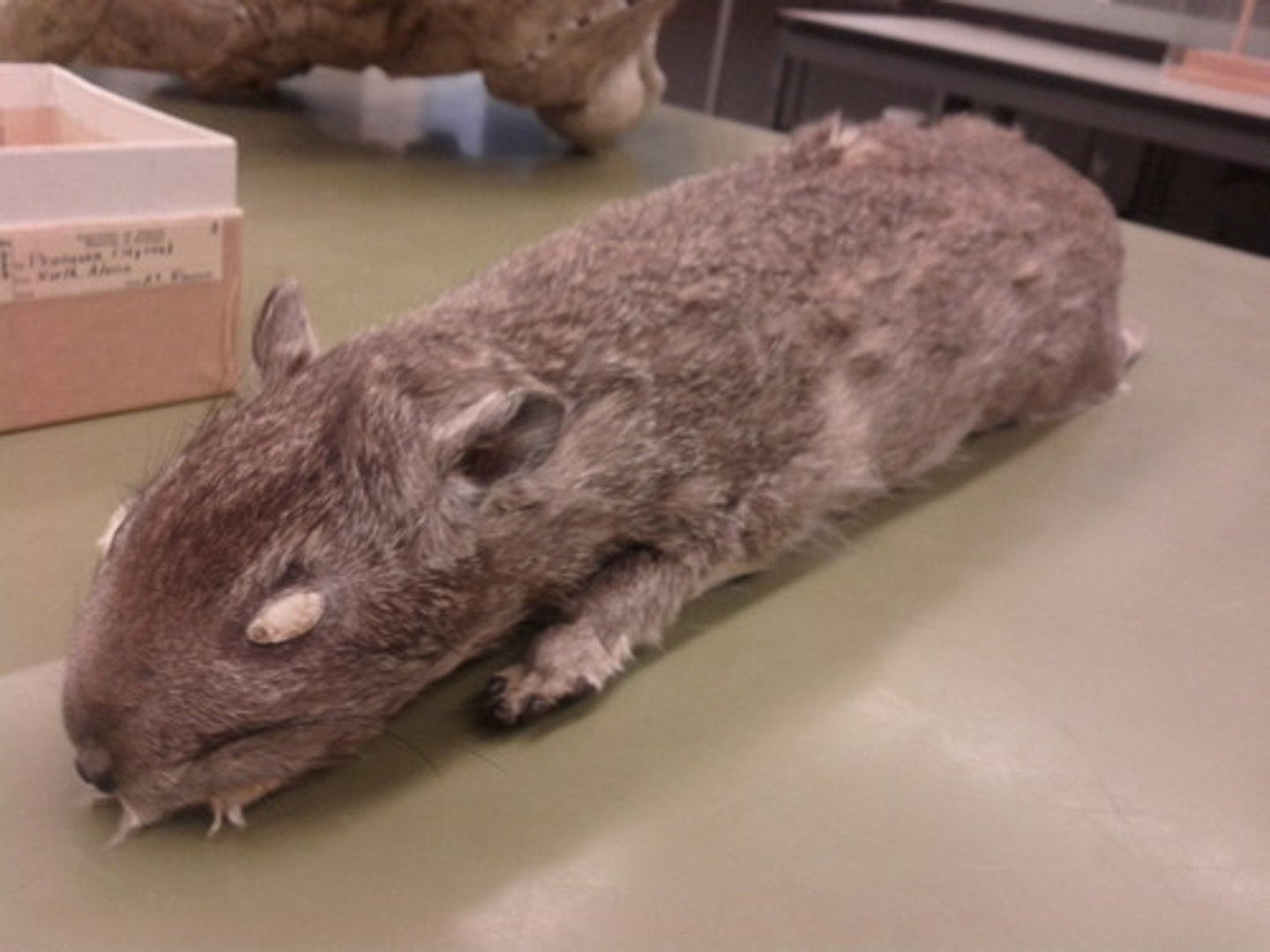 <p>Infraclass, clade, order, family? (padded feet)</p>