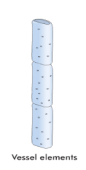 <p>form when numerous cells join end to end, wider than tracheids and are stacked together, forms a continuous conducting tube, contains pits, contains lignin</p>