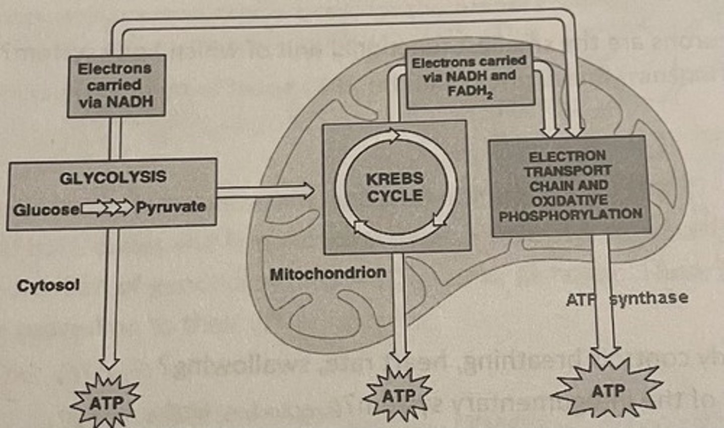 <p>process which uses nutrients (glucose) to make useful energy (ATP)</p>