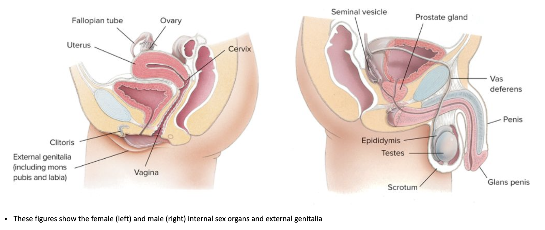 <ul><li><p><span><strong><span>Hormones:</span></strong><span> Fetal testicular androgens (like testosterone) drive the male pathway; their absence leads to the female (default) pathway.</span></span></p></li><li><p><span><strong><span>Fusion/Separation:</span></strong><span> Folds fuse in males (penis, scrotum) but remain separate in females (labia).</span></span></p></li><li><p><span><strong><span>Growth:</span></strong><span> Phallic growth is prominent in males, while female structures remain smaller externally.&nbsp;</span></span></p></li></ul><p></p>