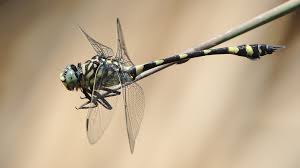 <p>Small, wide-spread compound eyes, club-shaped, thick end of abdomen (rest of abdomen is slender), two pairs of same-shaped wings placed with one pair above the other on the thorax, Class Insecta, Order Odonata, called clubtail dragonflies</p>