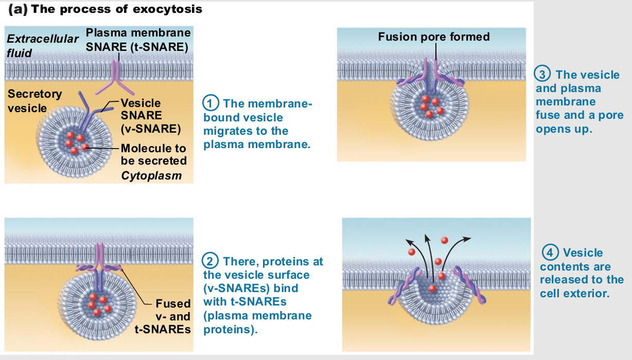 <ul><li><p>Very targeted</p></li><li><p>Cell barding</p></li><li><p>Usually activated by cell-surface signal or change in membrane voltage</p></li><li><p>Substance enclosed in secretory vesicle</p></li><li><p>v-SNAREs ("v" = vesicle) on vesicle find</p></li><li><p>t-SNAREs ("t" = target) on membrane and bind</p></li><li><p>Functions</p><ul><li><p>Hormone secretion, neurotransmitter release, mucus secretion, ejection of wastes</p></li></ul></li></ul><p></p>