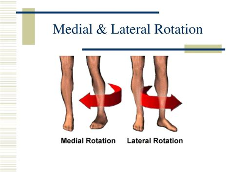 <p>Medial rotation is the turning of a bone along its longitudinal axis toward the median plane of the body. It occurs in areas such as the first two vertebrae, trunk, shoulder, and hip. </p>