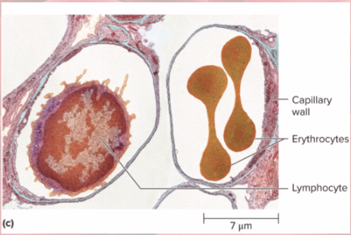 <ul><li><p>carry oxygen from lungs to tissues</p></li><li><p>pick up carbon dioxide from tissues and bring to lungs</p></li></ul><p></p>