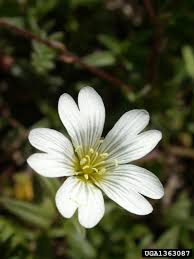 <p><em>Cerastium beeringianum</em></p>