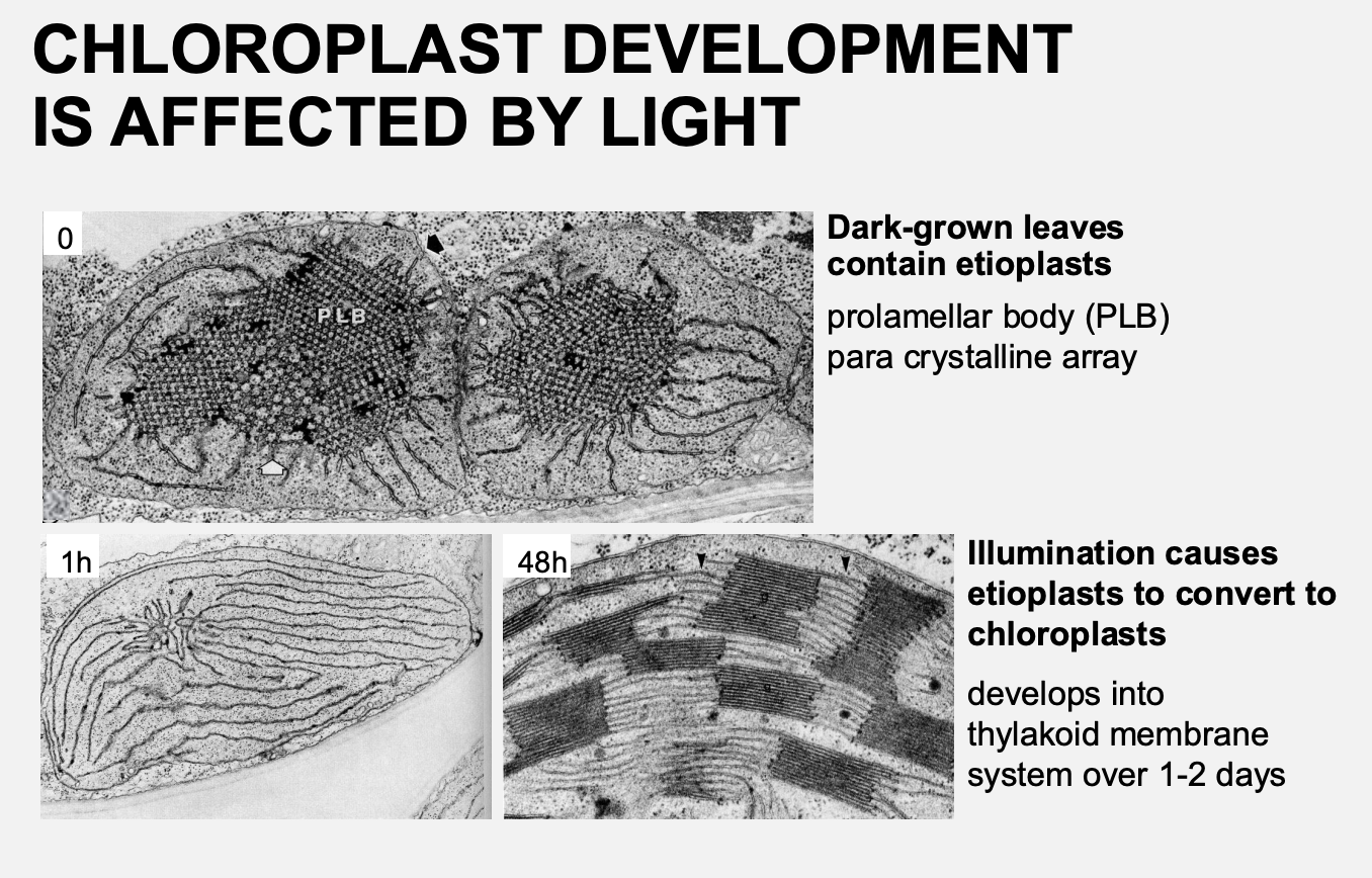 <ul><li><p><strong>Etioplast</strong>→ Crystalline structure</p><ul><li><p><strong>Prolamellar body</strong></p></li><li><p>para crystalline array</p></li><li><p>all the components needed for chloroplast but just not in correct formation</p></li></ul></li><li><p><strong>Chlorolpast</strong>→ thylakoid membrane developed over 1-2 days</p></li></ul><p></p>