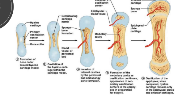<p>the epiphyseal plates at each end and in the center of the bones expand outwards until they meet each other, which forms the epiphyseal lines</p><p>we can know they’ve stopped growing if an x-ray is taken and you can see the epiphyseal lines</p>
