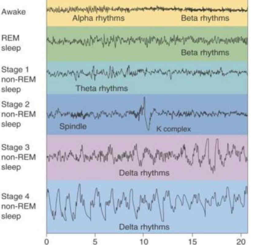 <p>REM paradoxical sleep</p>