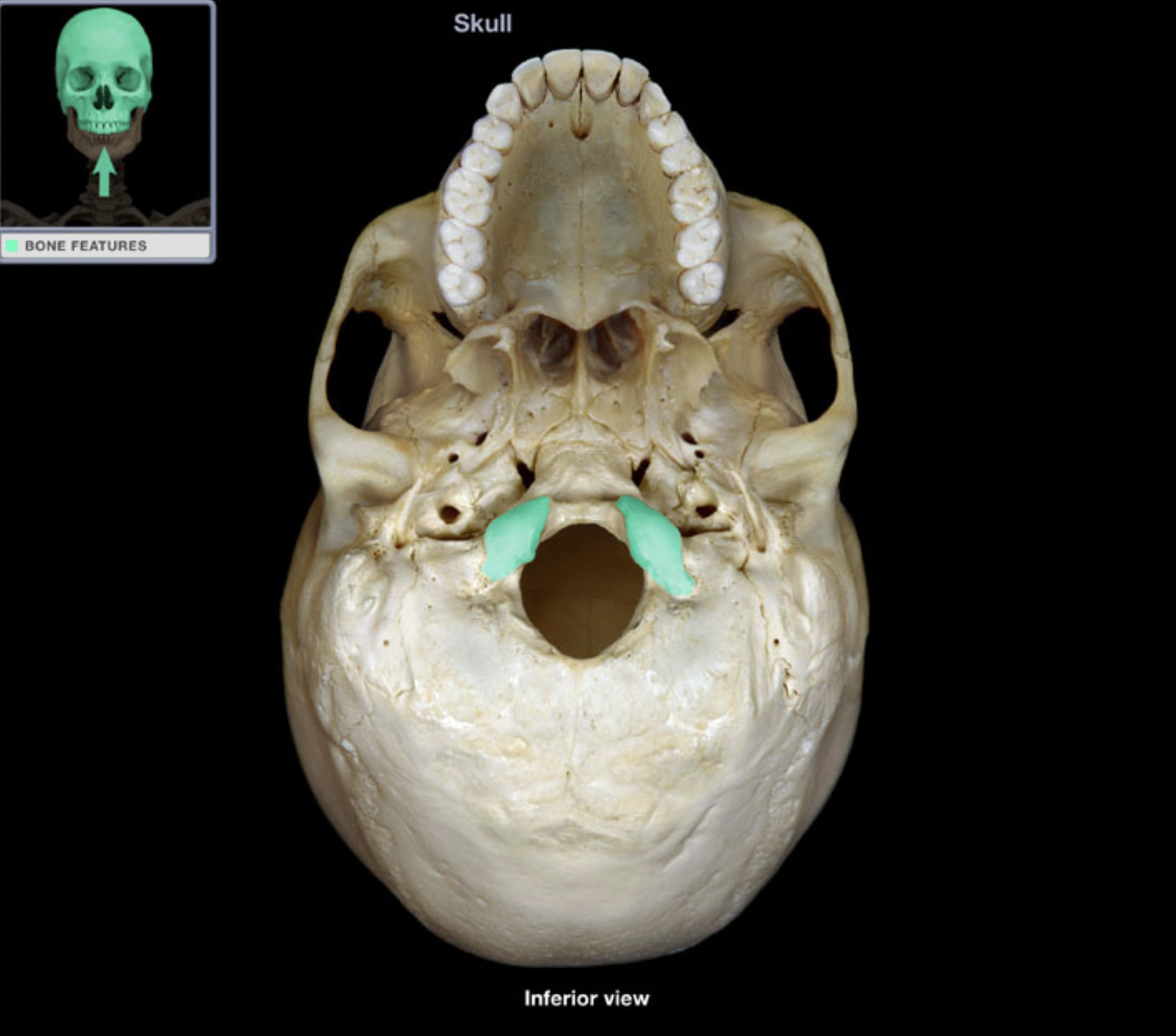 knowt flashcard image