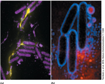 <p>What is the function of acyl homoserine lactones (AHLs) in Pseudomonas aeruginosa?</p>