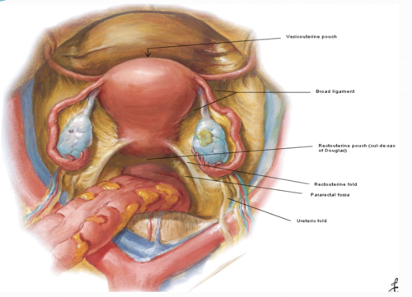 <p>The Rectouterine pouch (F) is a reflection of peritoneum between what? </p>