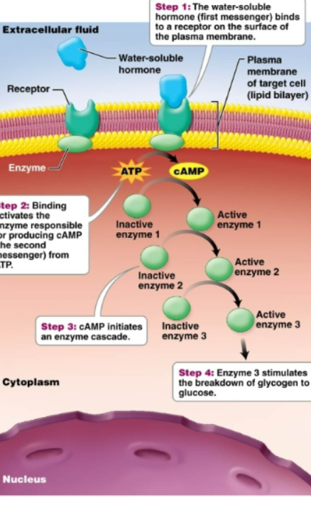 <p>Made of amino acids. Can not pass through the lipid bilayer of the plasma membrane. Considered first messenger (knocks on door, relay messages to receptor, who then starts process within target cell). Exert their effects indirectly by binding to the receptors on the surface of the target cell. This stimulates second messengers within the cell that carry out the effect of the hormone (cAMP) -Activate proteins already present in cell without ever entering the cell-</p>