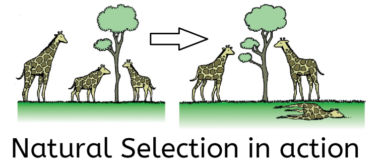 <p><span>Environmental changes cause species to adapt in order to survive.</span></p><p><span>The species that is most fit for that environment lives longer than those without, therefore they can live long enough to reproduce offspring with those features.</span></p>