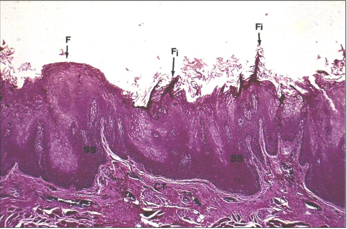 <p>ID the image. BE SPECIFIC</p>