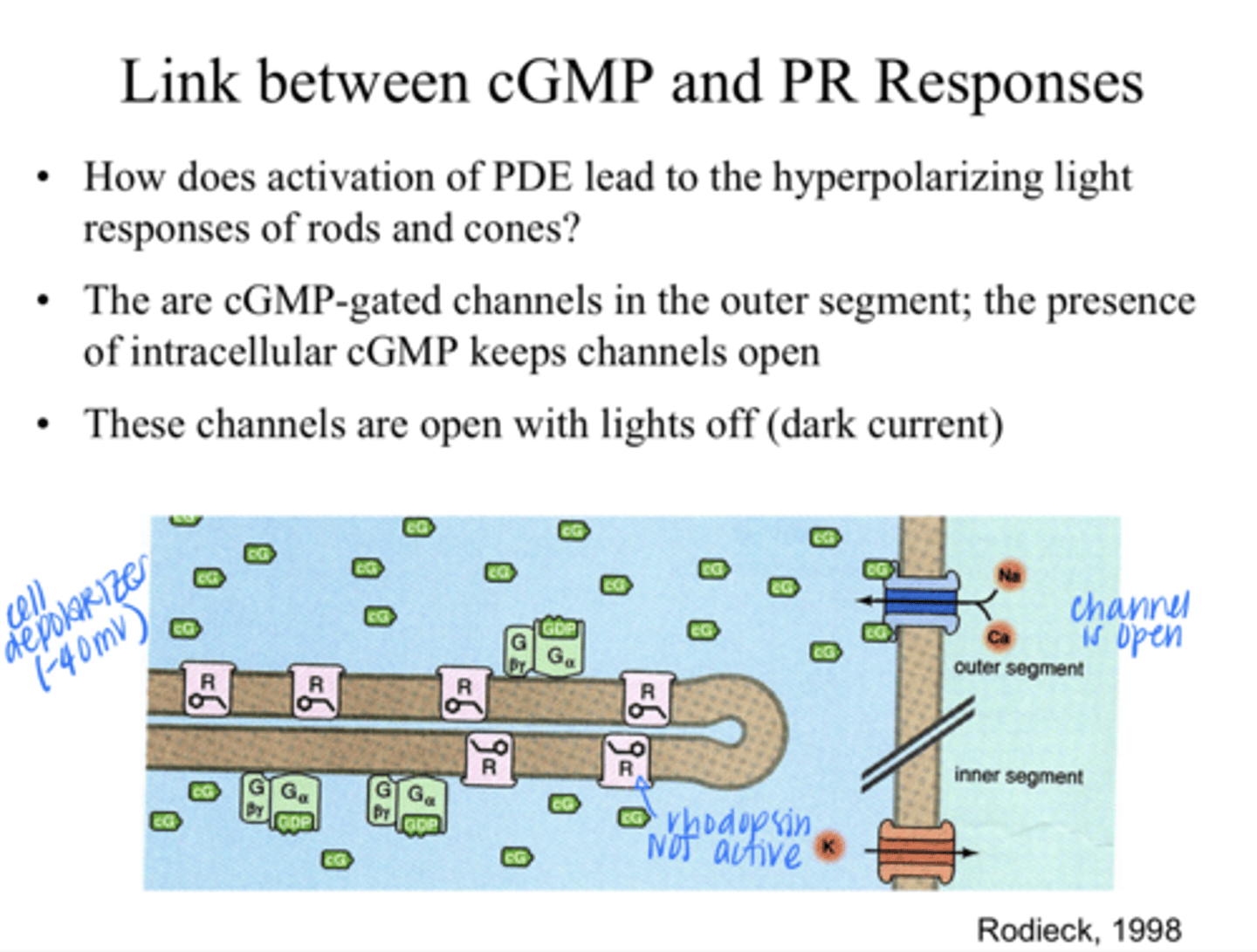 <p>How does the activation of PDE lead to the hyperpolarizing light responses of the rods and cones?</p>