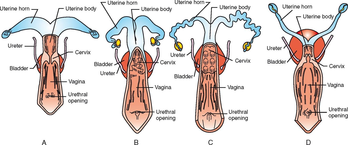 <p>The Uterus&nbsp;</p>