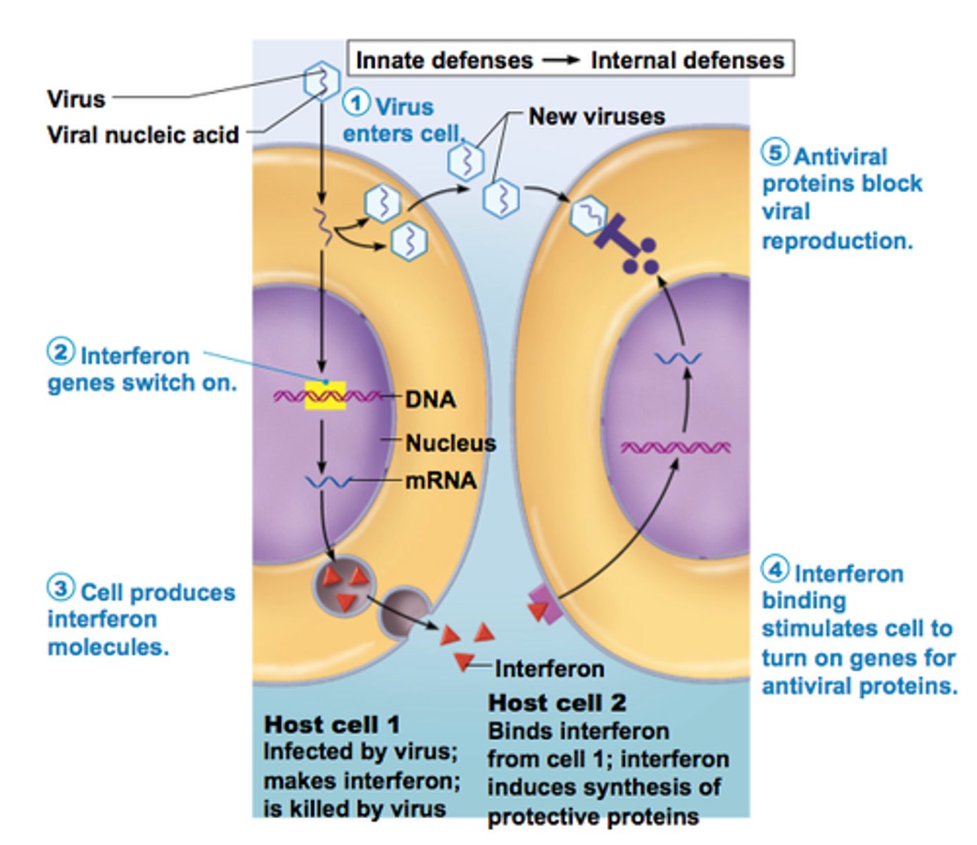 <p>released by viral infected cells so nearby cells aren't attacked by virus, stops production of protein so viruses can't replicate, induces viral infected cells to be attacked by T cells</p>