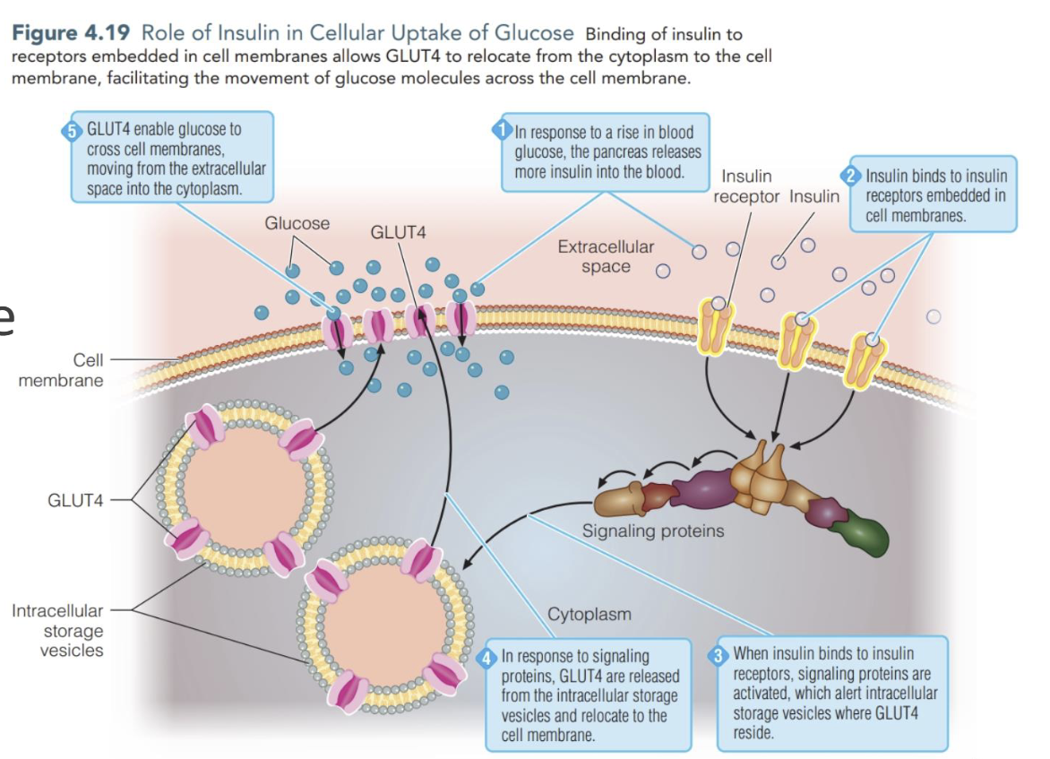 <p>Insulin serves as signal for rapid transfer of GLUT 4 into cell membraneof muscle &amp; adipose cells, increasing transport of glucose</p>