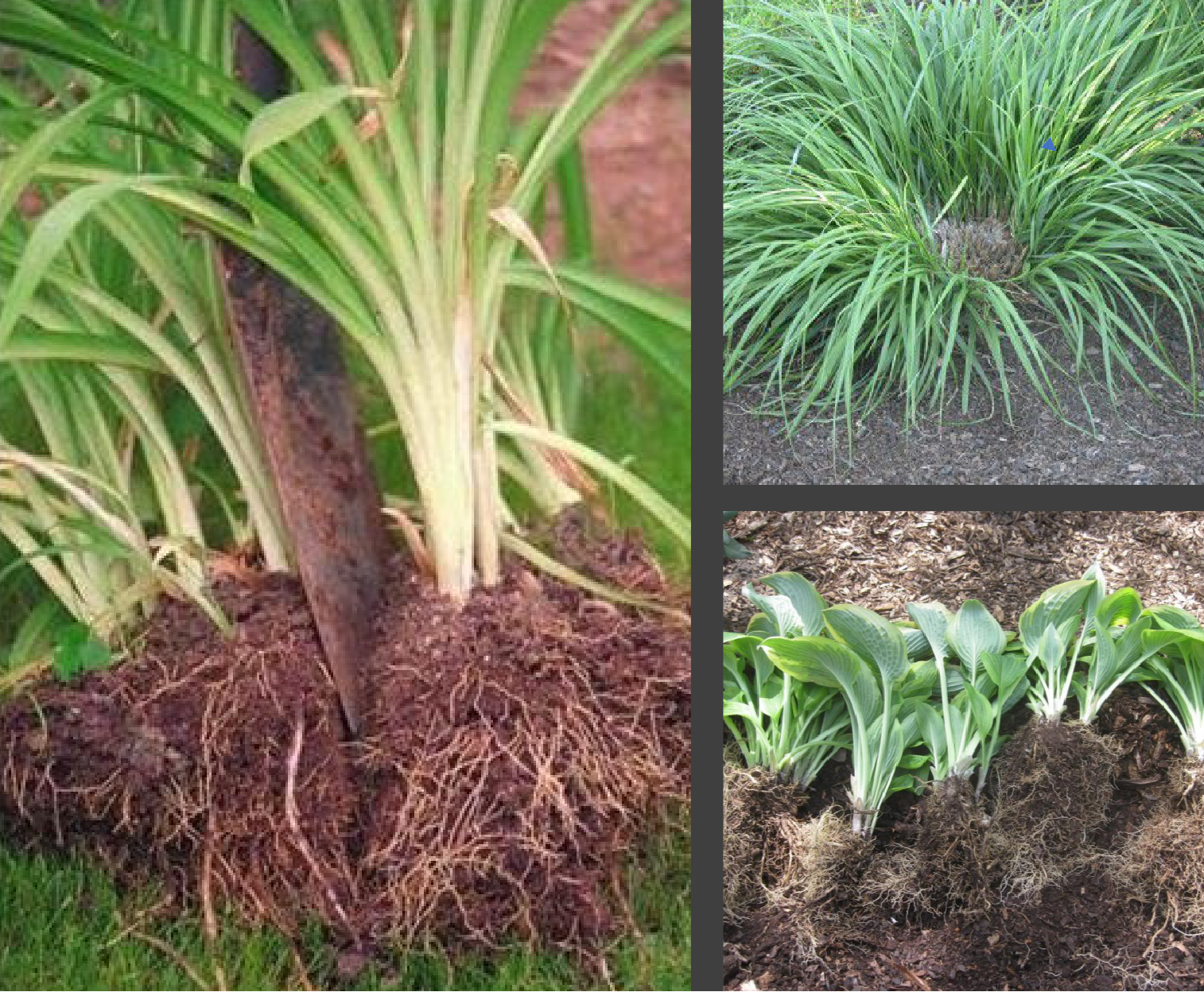 <p>Dividing the roots of a large plant and separating it into multiple small ones. Must form shoots and adventitious roots.</p>