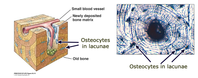 <p>a cell that lies within the substance of fully formed bone</p>