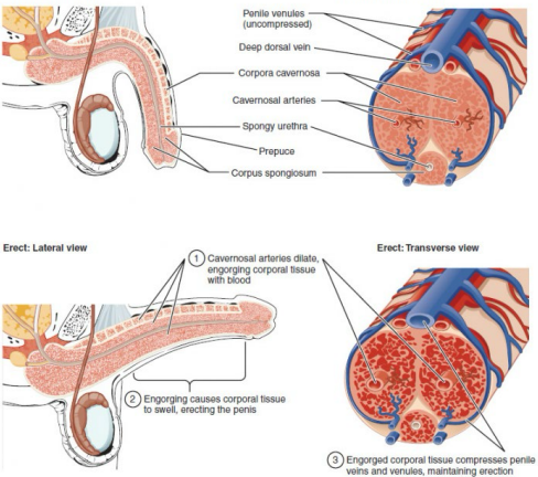 <p><strong>Erection</strong></p><p>-________ event </p><p>-____________ fibers in pelvic splanchnic nerves → relaxation of penile _______ → blood fills penile tissue → __________</p><p>-Arteries supplying the penis are branches of internal _________ artery (cavernosal, dorsal, deep, bulbourethral)</p>