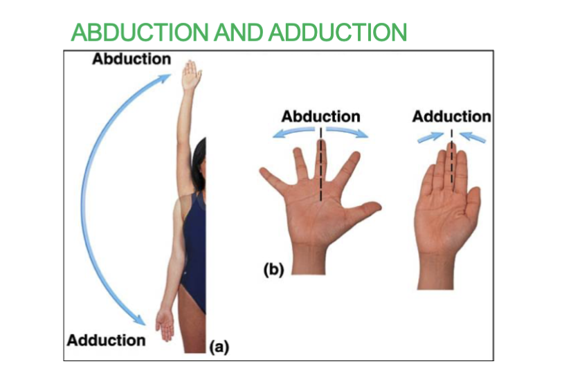<p><strong>abduction</strong> - moving limb/fingers <u>away from body</u></p><p><strong>adduction</strong> - moving limb/fingers<u> closer to body</u></p><p></p>
