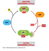 <ul><li><p class="Paragraph WhiteSpaceCollapse SCXP220521452 BCX8" style="text-align: left;">Like RAS</p></li><li><p class="Paragraph WhiteSpaceCollapse SCXP220521452 BCX8" style="text-align: left;"><span><span>Not directly linked to receptor</span></span><span style="line-height: 0px;"><span></span></span></p></li><li><p class="Paragraph WhiteSpaceCollapse SCXP220521452 BCX8" style="text-align: left;"><span><span>GDP release activated by GEF (guanine nucleotide exchange factor)</span></span><span style="line-height: 0px;"><span></span></span></p></li><li><p class="Paragraph WhiteSpaceCollapse SCXP220521452 BCX8" style="text-align: left;"><span><span>Weak intrinsic GTPase activity – needs GAP (GTPase activating protein) to drive GTP hydrolysis.</span></span><span style="line-height: 0px;"><span></span></span></p></li></ul><p></p>