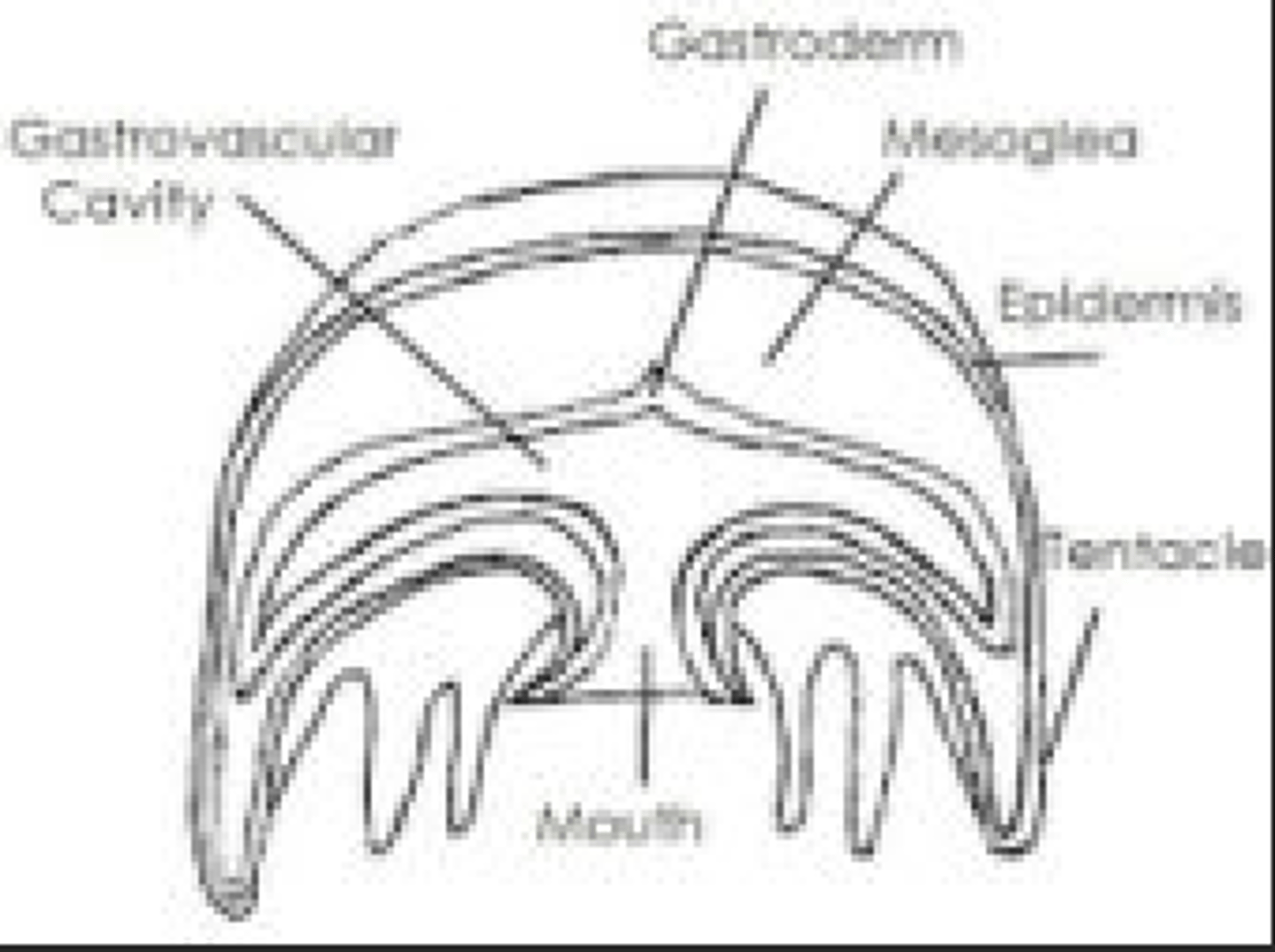 <p>floating or free-swimming, umbrella shaped body, mouth on concave side, tentacle extend from rim (jellyfish)</p>