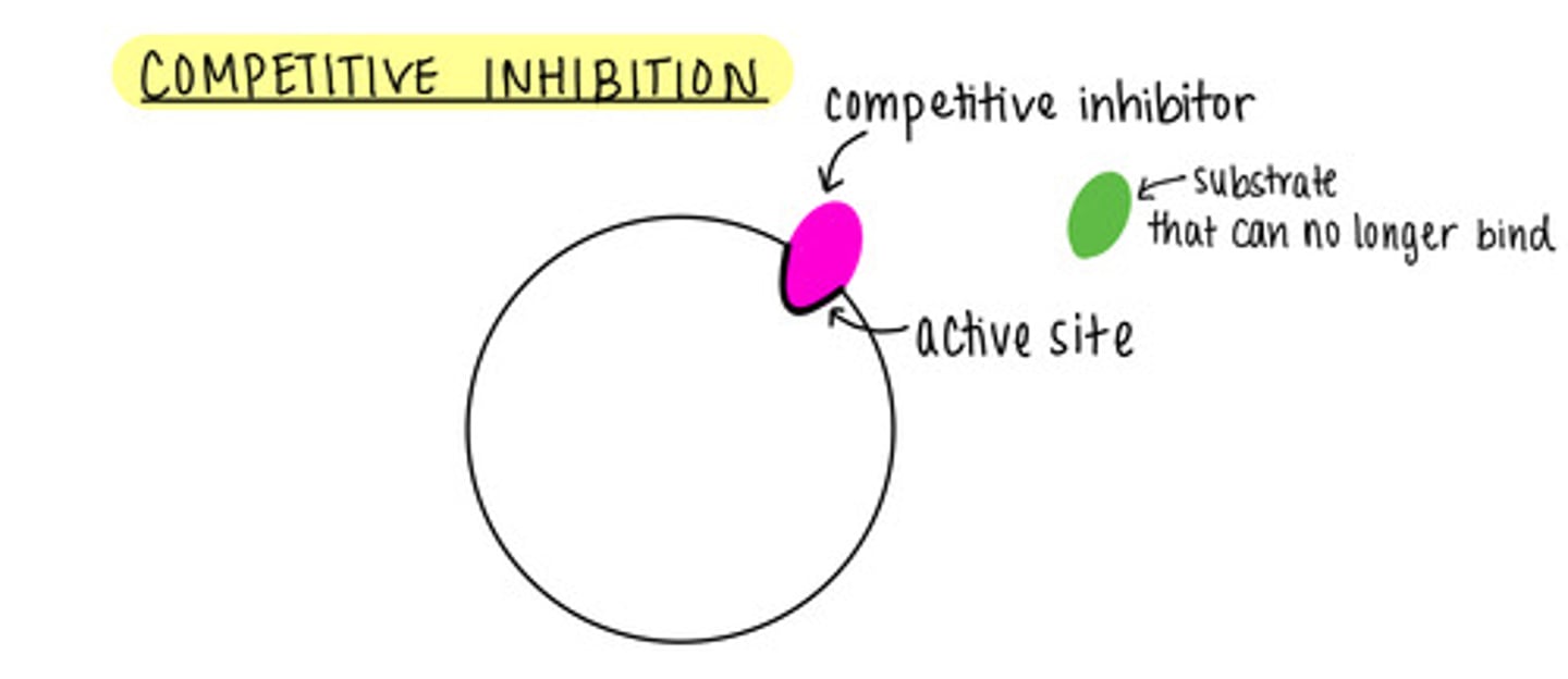 <p>competitive inhibition</p>