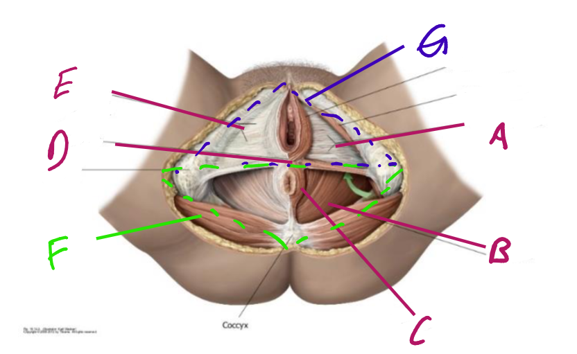 <p>label a-g</p>