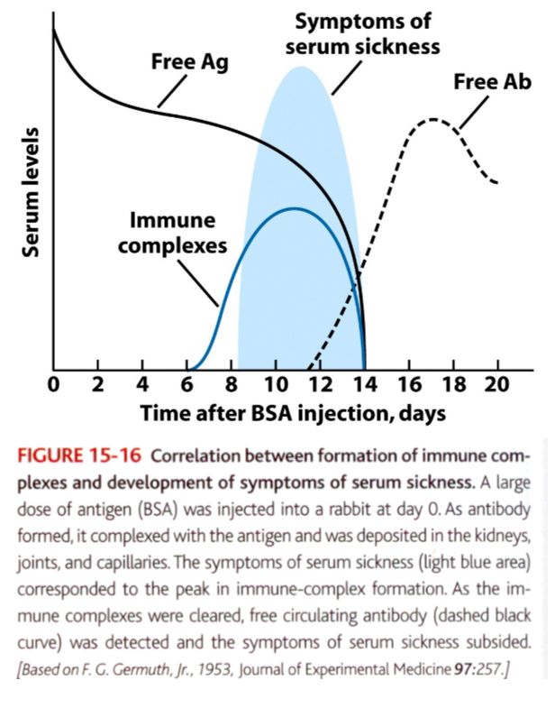 <p>When large amounts of antigen enter the bloodstream and bind to antibody, circulating immune complexes can form.</p><p>If the antigen is significantly excess compared to antibody, the immune complexes that form are smaller.</p><p>Because these immune complexes are not easily cleared by phagocytic cells, they can deposit and cause tissue-damaging type lll reactions at various sites.</p><p>Ex: administration of antitoxins containing foreign serum such as horse anti-tetanus or anti-diphtheria serum</p><p>The recipient develops antibodies specific to foreign serum proteins, and they form circulating immune complexes with the foreign serum antigens.</p><p>Within days/weeks after exposure to serum, symptoms of serum sickeness are manifested.</p><p>Vasculitis (rashes), arthritis, glomerulonephritis (immune complexes are deposited in tissues where filtration of plasma occurs).</p>