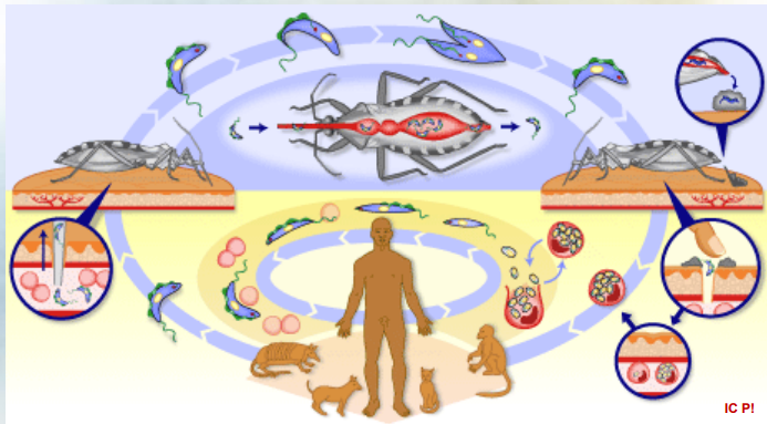 <p>What parasite has this type of lifecycle?</p>