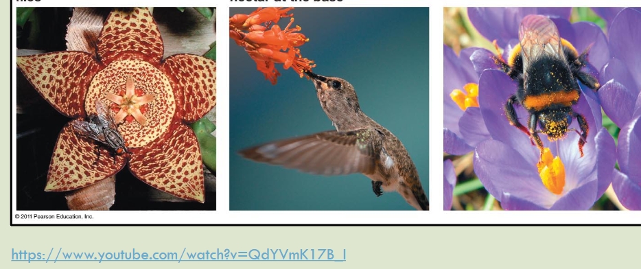 <p>Key adaptations; Flowers </p>