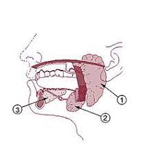 <p>saliva-producing gland that enters secretion into floor of mouth through tiny ducts</p><p>-”2”</p>