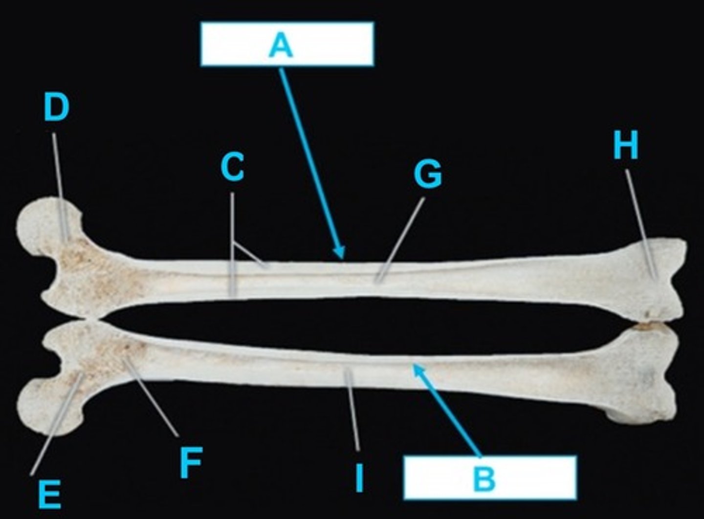 <p>H</p>